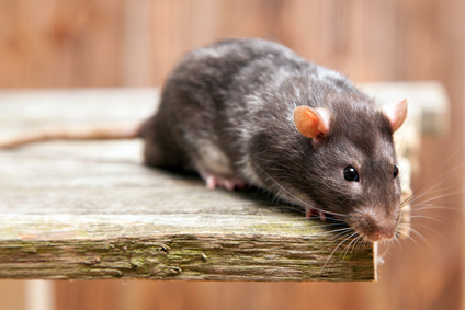 Ratte auf morsches Brett