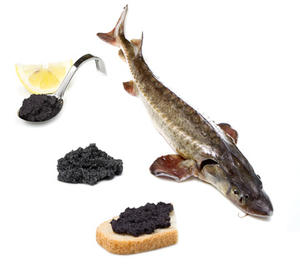 St&ouml;r