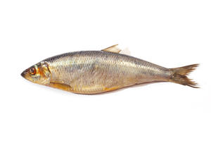 Hering