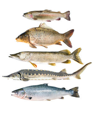Fischkollektion