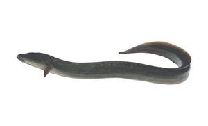 Aal